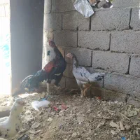 خروس  لاری ومرغ