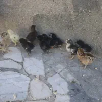 جوجه و مرغ