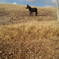 قاطر دوساله