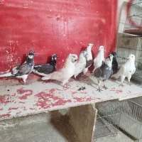 کفتر تهرانی