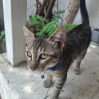 گربه پیدا شده