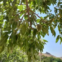 زمین باغ وشنوه ویلا