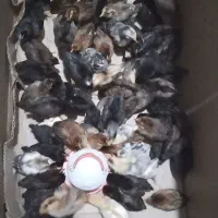 تعداد صد عدد جوجه گلپایگان واکسن خورده بفروش میرسد