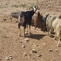 بزهای فوق شیری