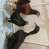 مرغ و خروس و اردک. فوری