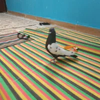 سینه سیا معاوضه با کوتوله