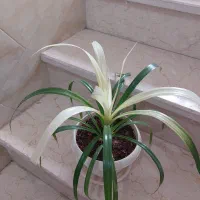 گل طبیعی|گل و گیاه طبیعی|آبیک, |دیوار