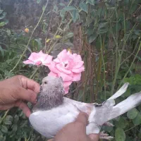 کبوتر پرشی ۸ ساعته پیس خطی شمرونی تضمینی