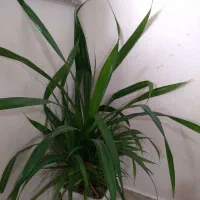 گل طبیعی|گل و گیاه طبیعی|بانه, |دیوار