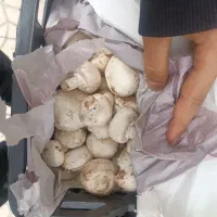 قارچ درجه دو ۱۲۰ تومان