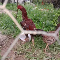 خروس و مرغ لاری