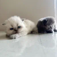 گربه هیمالین