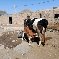 فروش فوری دو‌عدد گاو‌گوساله درجه یک