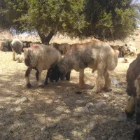 قوچ شیشک درجه ۱ کولور به شرط