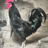 خروس مشککی نیمچه مرغ شاخدار