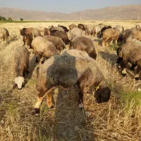 میش بختیاری