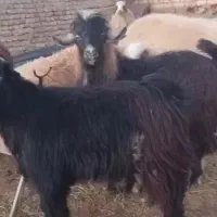 نر بز