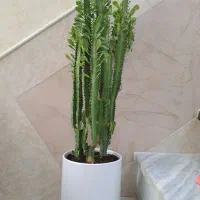 افوربیا سبز