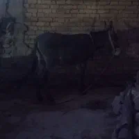 خر حیوانات مزرعه