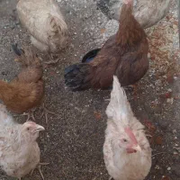 مرغ کوردی