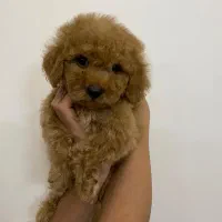 توی پودل کم نظیر