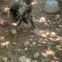خروس دیلگونی اصلی