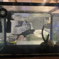 پنگوسی شکاری حدودا ۱۶سانت