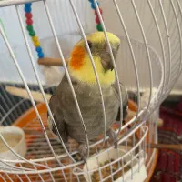 عروس هلندی نر