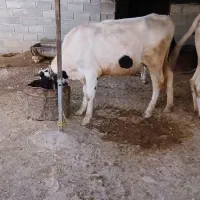 گوساله  هلشتاین