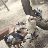 فروش مرغ و خروس ، و جوجه