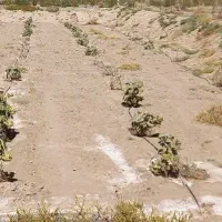 زمین کشاورزی تقاب معصوم آباد کنار آسفالت