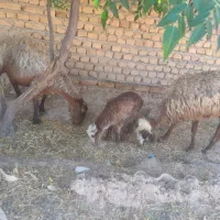 دو تا میش خوب بز