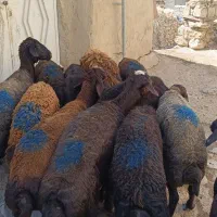 تعداد 12راس گوسفند ژن دارنژادهموزیگوت چند قلوزا