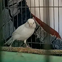 نر سفیدنسل ابلق عراقی