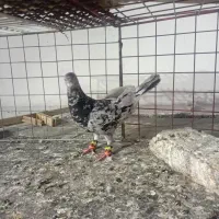 کفتر یا کبوتر مسافتی ذات دار سار هفت رنگ سبز چاپی