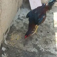 خروس لاری