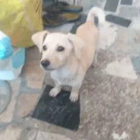 معاوضه با هر چیزی که به کارم بیاد