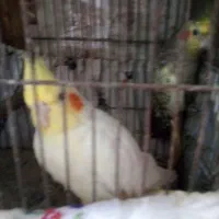 دوتا عروس ماده