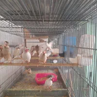 فنچ نرگسب