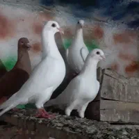 کبوتر رنگی سردشت زیدون