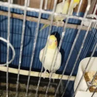 عروس هلندی