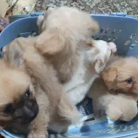 سگ پامر