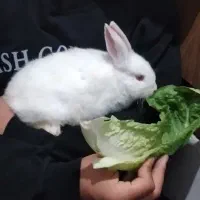 خرگوش