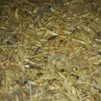 کاه کزل دانه دار باکیفیت
