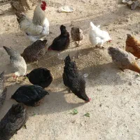 مرغ|حیوانات مزرعه|اراک, |دیوار