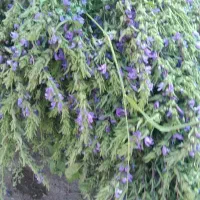 بادرشم تازه باغچه چیک