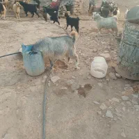 چپش یا نر بز
