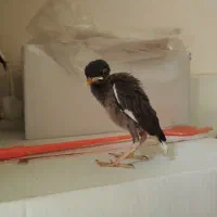 جوجه مینا یک ماهه بسیار دستی
