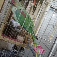 فروش شاه طوطی