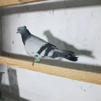 کبوتر سبز نر